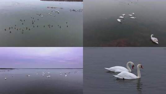 8K湿地野生鸟类鸟浪鸟群空镜合集高清在线视频素材下载