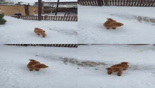 棕色泰迪犬在雪地中行走高清在线视频素材下载