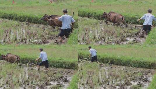 牛在田间耕地的场景 牛犁田高清在线视频素材下载