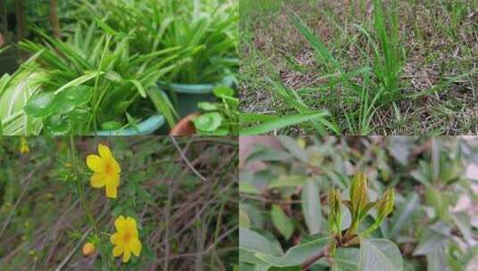 春天植物新芽鲜花盛开实拍高清在线视频素材下载