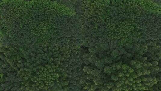 树林俯拍森林航拍自然风光绿色树木生态环境高清在线视频素材下载