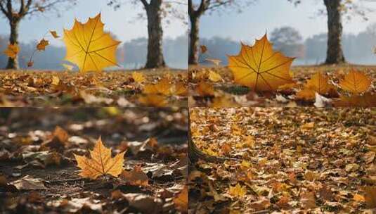 深秋梧桐落叶高清在线视频素材下载