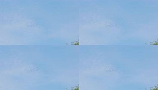 蓝天飞鸟群景象高清在线视频素材下载