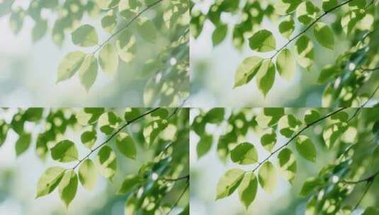 阳光下的绿色树叶特写高清在线视频素材下载