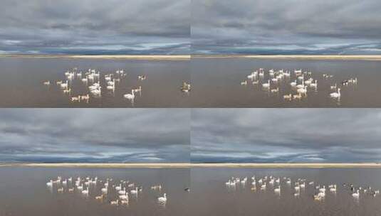 湿地湖泊天鹅大雁觅食高清在线视频素材下载