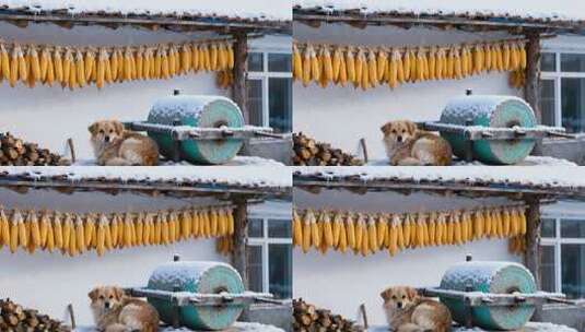 冬日农家院子晾晒玉米场景高清在线视频素材下载