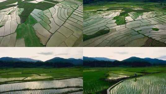 云南腾冲一望无际的稻田夕阳下的乡村稻田高清在线视频素材下载