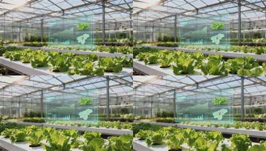 科技智慧农业温室蔬菜种植高清在线视频素材下载