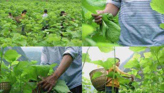 桑叶采摘种桑养蚕高清在线视频素材下载