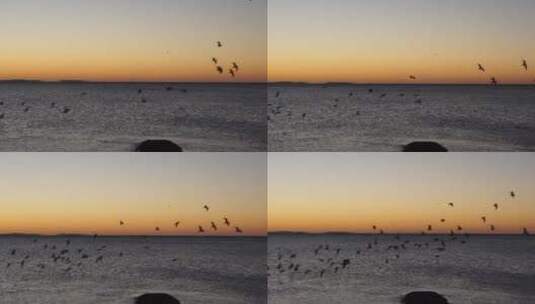 夕阳下海上飞行的一群海鸟高清在线视频素材下载