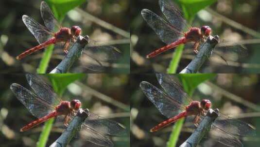 微距拍摄停住的红蜻蜓高清在线视频素材下载