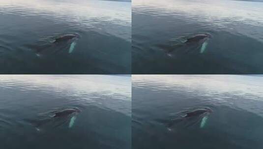 在海里游泳的鲸鱼高清在线视频素材下载