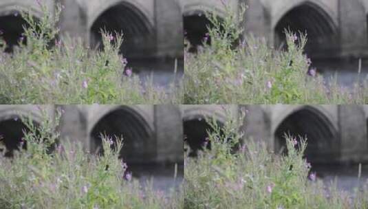 紫色花和流经隧道的河流高清在线视频素材下载