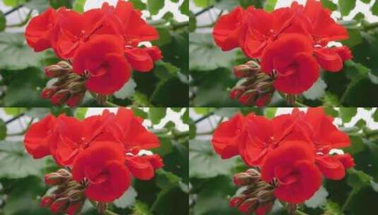 高清实拍红花盛开高清在线视频素材下载