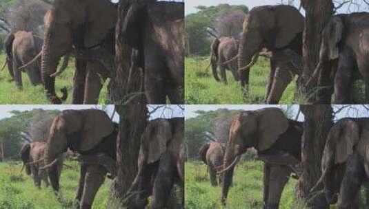 非洲象用树挠痒痒高清在线视频素材下载
