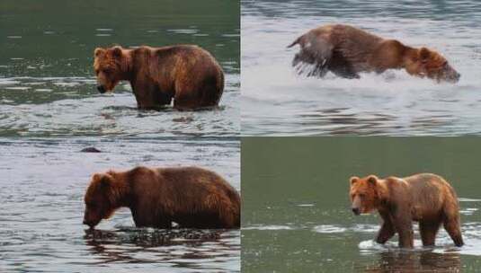 科迪亚克熊在捕鱼高清在线视频素材下载