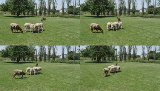 牧羊犬在放牧高清在线视频素材下载
