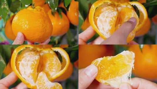 新鲜丑橘高清在线视频素材下载