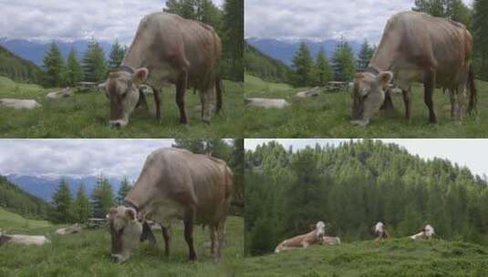 瑞士山间奶牛5高清在线视频素材下载