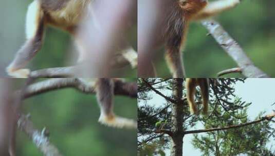 金丝猴在树枝间跳跃6高清在线视频素材下载