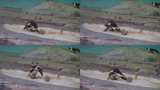 斑嘴环企鹅在动物园中玩耍高清在线视频素材下载