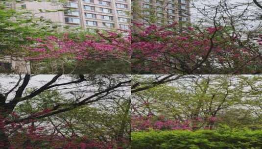 春天的植物和花卉高清在线视频素材下载
