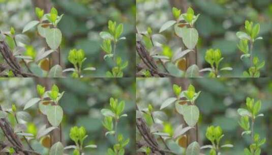 长出嫩芽树叶的树枝树木高清在线视频素材下载