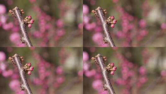 桃花梅花花蕾花苞花骨朵开花高清在线视频素材下载