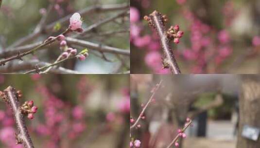 【镜头合集】桃花梅花花蕾花苞花骨朵开花高清在线视频素材下载