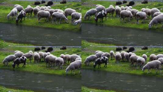 在河边吃草的野羊高清在线视频素材下载