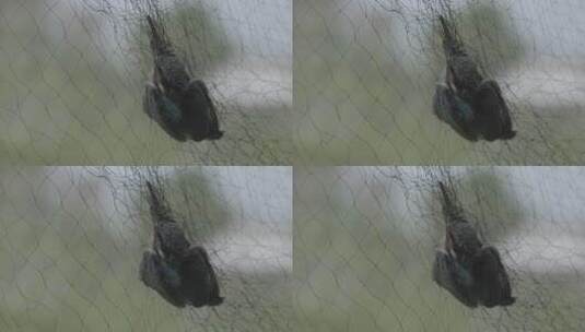 田野里的小鸟撞到鸟网被捕获慢慢挣扎高清在线视频素材下载