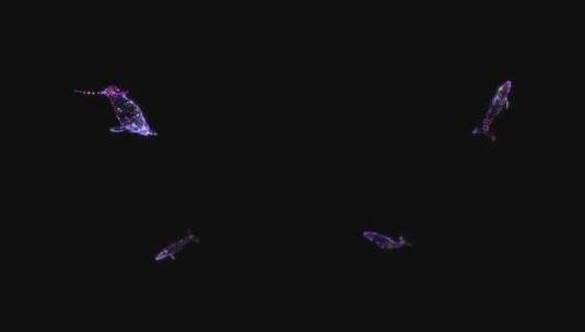 全息粒子鲸鱼投影高清在线视频素材下载