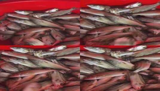 野生斑猪鱼实拍高清在线视频素材下载