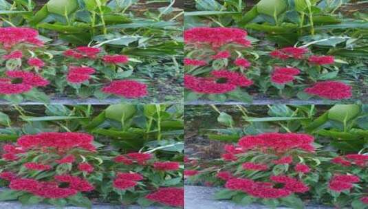 花卉美丽的红色鸡冠花植物高清在线视频素材下载