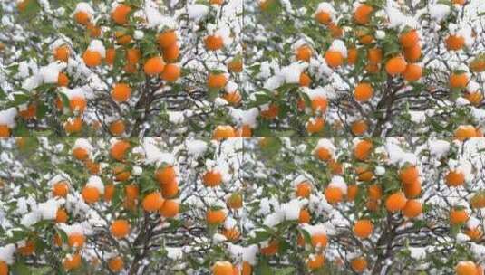 被大雪覆盖的橘子高清在线视频素材下载
