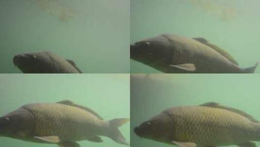 水下的鲤鱼高清在线视频素材下载