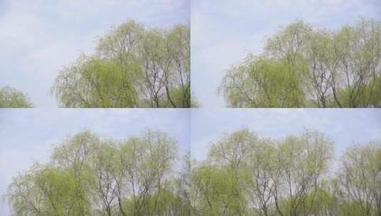 柳树 杨柳发芽 春天的树林 田野 绿叶 60帧高清在线视频素材下载