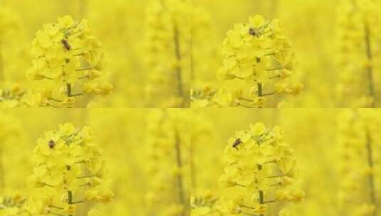 金黄色油菜花地里的蜜蜂特写高清在线视频素材下载