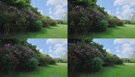 夏天蓝天白云阳光草坪草地绿地树林森林公园高清在线视频素材下载