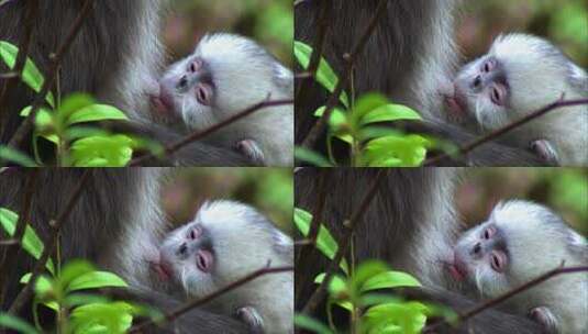 云南滇金丝猴幼崽喝奶高清在线视频素材下载