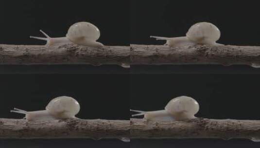 蜗牛粘液布满植物LOG高清在线视频素材下载