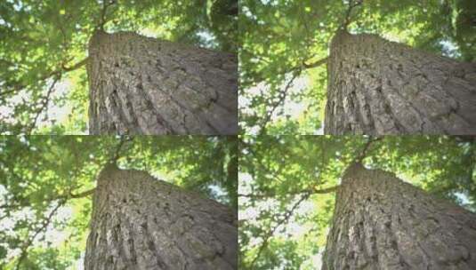 橡树的树干特写高清在线视频素材下载