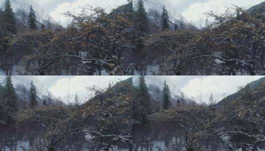 四姑娘山冬季景区内沙棘果挂满枝头高清在线视频素材下载