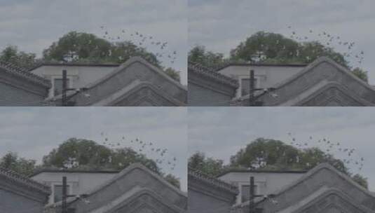 胡同鸽子 老北京文化 鸽子飞翔高清在线视频素材下载