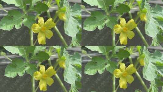 西瓜花花朵高清在线视频素材下载
