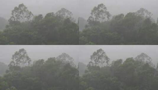 森林暴雨风吹打树木下雨天狂风树林树枝摇摆高清在线视频素材下载
