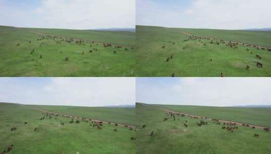 青海大草原牧民放牧视频高清在线视频素材下载