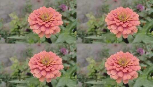 百日草重瓣花朵高清在线视频素材下载