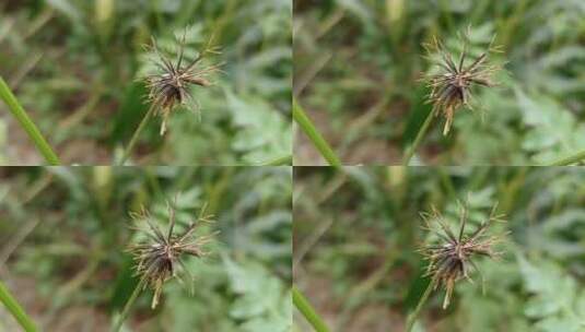 黑色野草植物高清在线视频素材下载