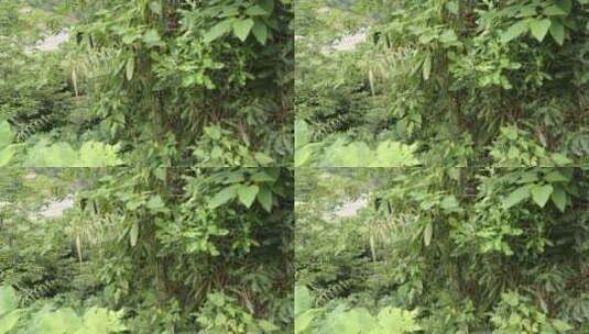 藤蔓植物危险针刺森林高清在线视频素材下载